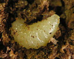 250px Eurosta solidaginis