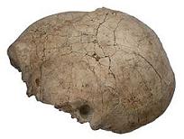 creaneo-homo-erectus