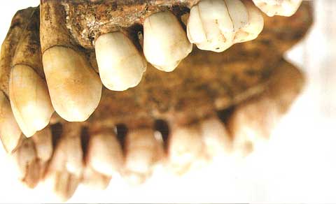 odontologia-forense-1